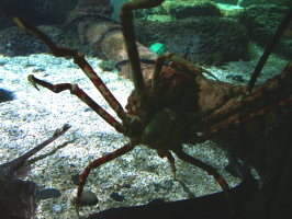giant crab