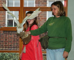 owls