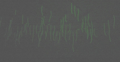glow worm cave