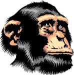 Chimpanzee