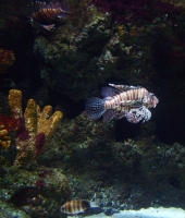 fish