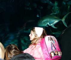 more fish