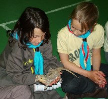 holding lizard