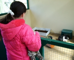 Looking at the rabbits