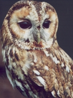 Our owl