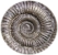 ammonite fossil