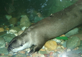 otter