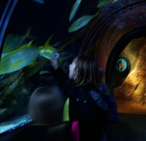 Walking through the shark tunnel