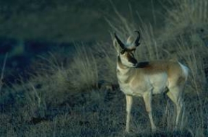 picture of an antelope