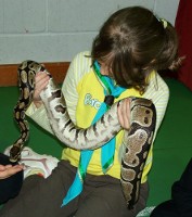 holding snake