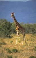 a lovely giraffe is standing in front of a pretty bush