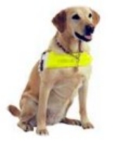 Guide dog for the blind