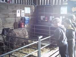 sheep at Farming world