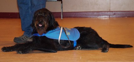 Our guide dog in training visitor